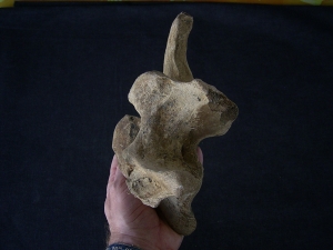 Bison priscus Halswirbel