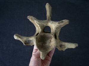 Bison priscus Halswirbel