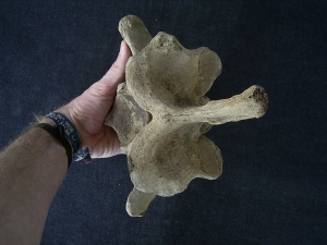 Bison priscus Halswirbel
