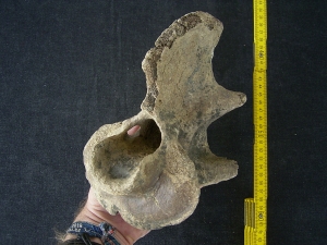 Bison priscus Axis