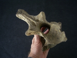 Bison priscus Axis