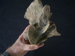 Bison priscus Axis