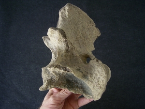Bison priscus Axis