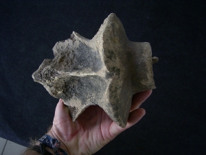 Bison priscus Axis