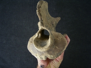 Bison priscus Axis