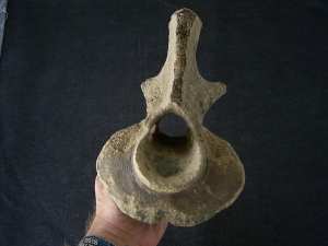 Bison priscus Axis