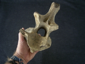 Bison priscus Axis