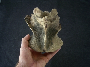 Bison priscus Axis