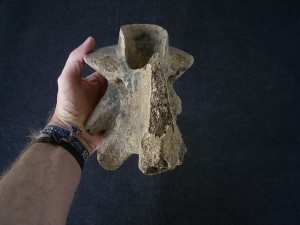 Bison priscus Axis
