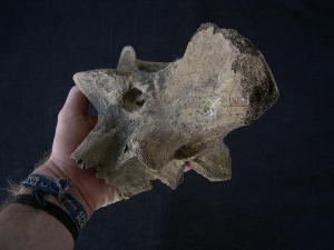 Bison priscus Axis