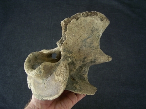 Bison priscus Axis