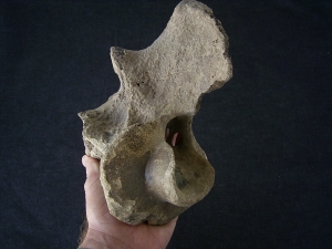 Bison priscus Axis