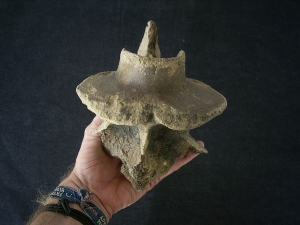 Bison priscus Axis