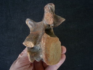 Dinosaur vertebra cretaceous age