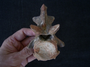 Dinosaurier Wirbel aus der Kreidezeit