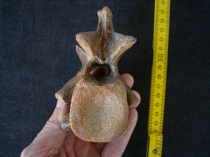 Dinosaurier Wirbel aus der Kreidezeit