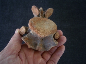 Dinosaurier Wirbel aus der Kreidezeit