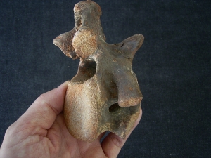 Dinosaurier Wirbel aus der Kreidezeit