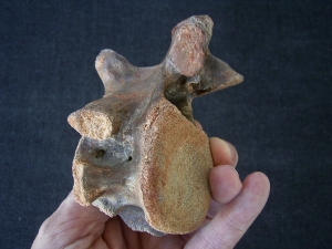 Dinosaurier Wirbel aus der Kreidezeit