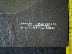 Ammonit Harpoceras