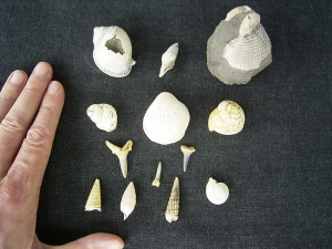 Schnecken, Muscheln, Haizähne, Miozän