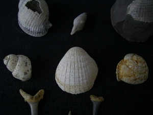 Schnecken, Muscheln, Haizähne, Miozän