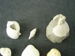 Schnecken, Muscheln, Haizähne, Miozän