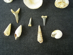 Schnecken, Muscheln, Haizähne, Miozän