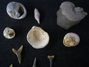 Schnecken, Muscheln, Haizähne, Miozän