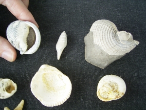 Schnecken, Muscheln, Haizähne, Miozän