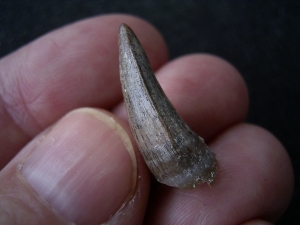 Krokodil Zahn aus dem Miozän