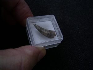 Crocodile tooth, miocene age