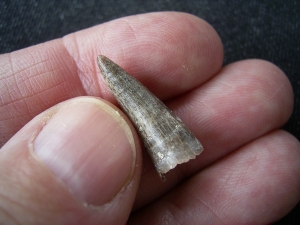 Crocodile tooth, miocene age