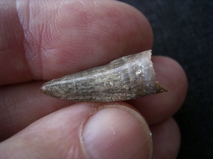Crocodile tooth, miocene age