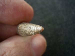 Crocodile tooth, miocene age