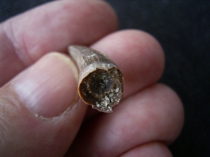 Crocodile tooth, miocene age