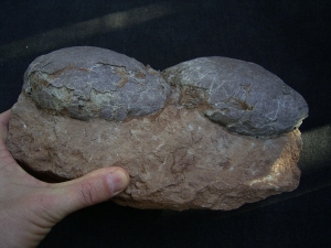 Dinosaurier Eier - Hadrosaurus