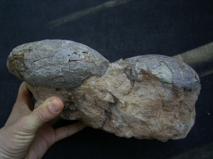 Dinosaurier Eier - Hadrosaurus