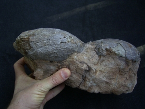 Dinosaurier Eier - Hadrosaurus