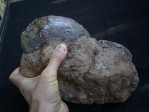 Dinosaurier Eier - Hadrosaurus