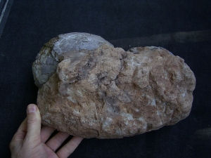 Dinosaurier Eier - Hadrosaurus