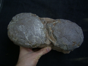 Dinosaurier Eier - Hadrosaurus