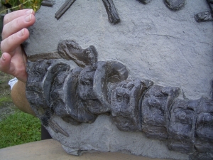 Große Ichthyosaurier- Knochen-Platte