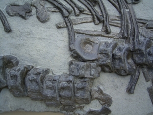 Große Ichthyosaurier- Knochen-Platte