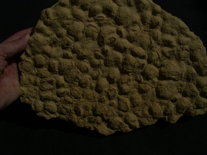 Stromatolithen aus dem mittleren Muschelkalk Stromatolithen aus dem mittleren Muschelkalk