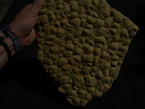 Stromatolithen aus dem mittleren Muschelkalk Stromatolithen aus dem mittleren Muschelkalk