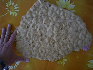 Stromatolithen aus dem mittleren Muschelkalk Stromatolithen aus dem mittleren Muschelkalk