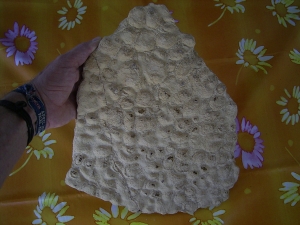 Stromatolithen aus dem mittleren Muschelkalk Stromatolithen aus dem mittleren Muschelkalk