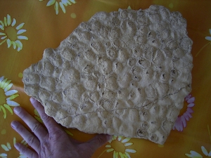Stromatolithen aus dem mittleren Muschelkalk Stromatolithen aus dem mittleren Muschelkalk