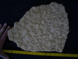 Stromatolithen aus dem mittleren Muschelkalk Stromatolithen aus dem mittleren Muschelkalk